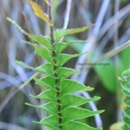 Nephrolepis abrupta Nephrolepidaceae Indigène la Réunion 8999.jpeg