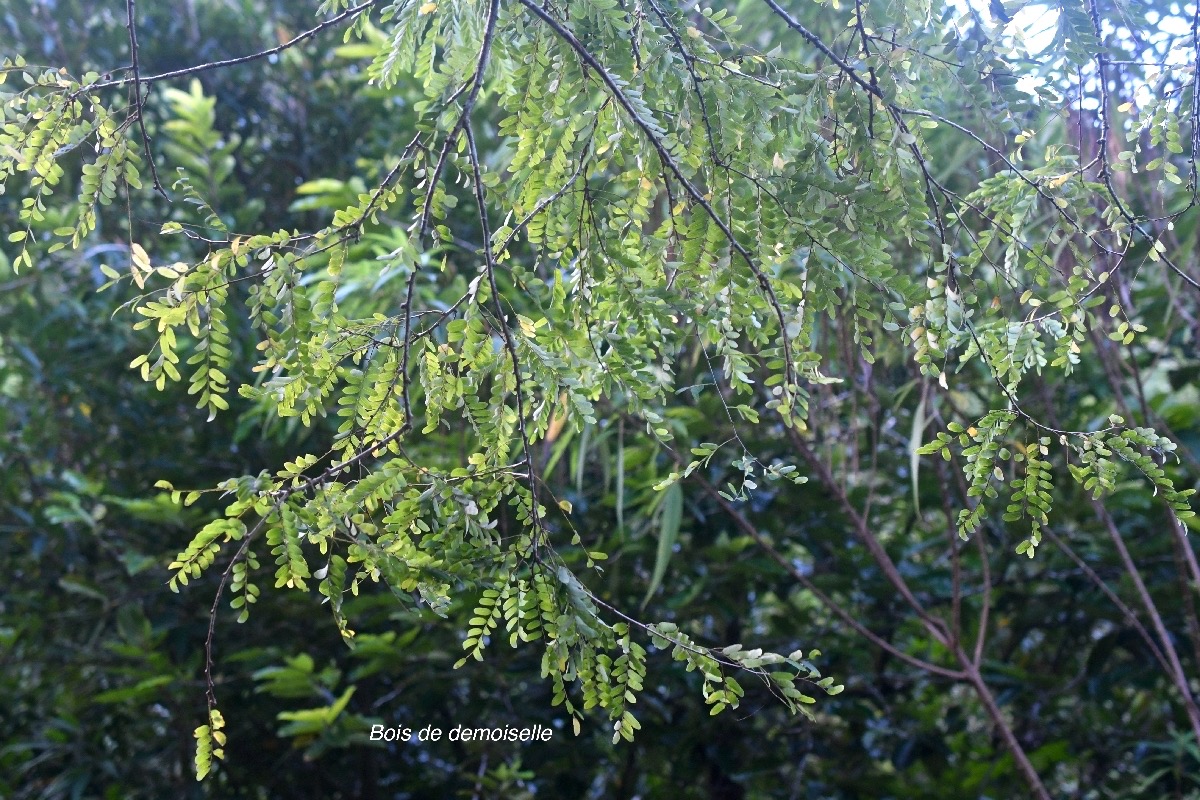 Phyllanthus casticum Bois de demoiselle Phy llanthaceae Indigène La Réunion 9008.jpeg