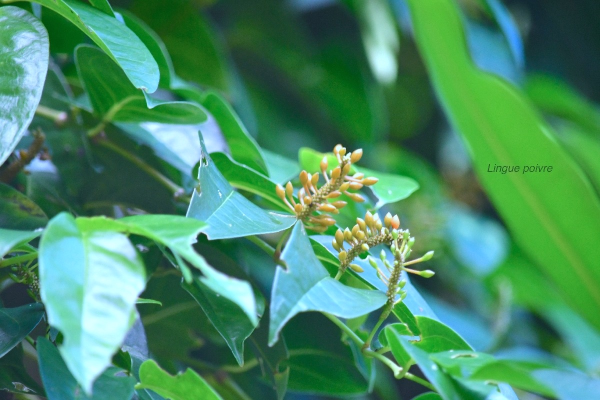 Piper borbonense Lingue poivre Piper aceae Indigène La Réunion 8905.jpeg