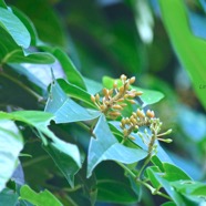 Piper borbonense Lingue poivre Piper aceae Indigène La Réunion 8905.jpeg