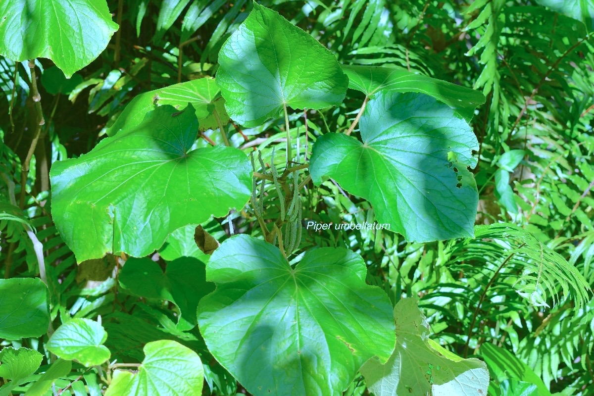 piper umbellatum Piperaceae Cryptogène 8938.jpeg