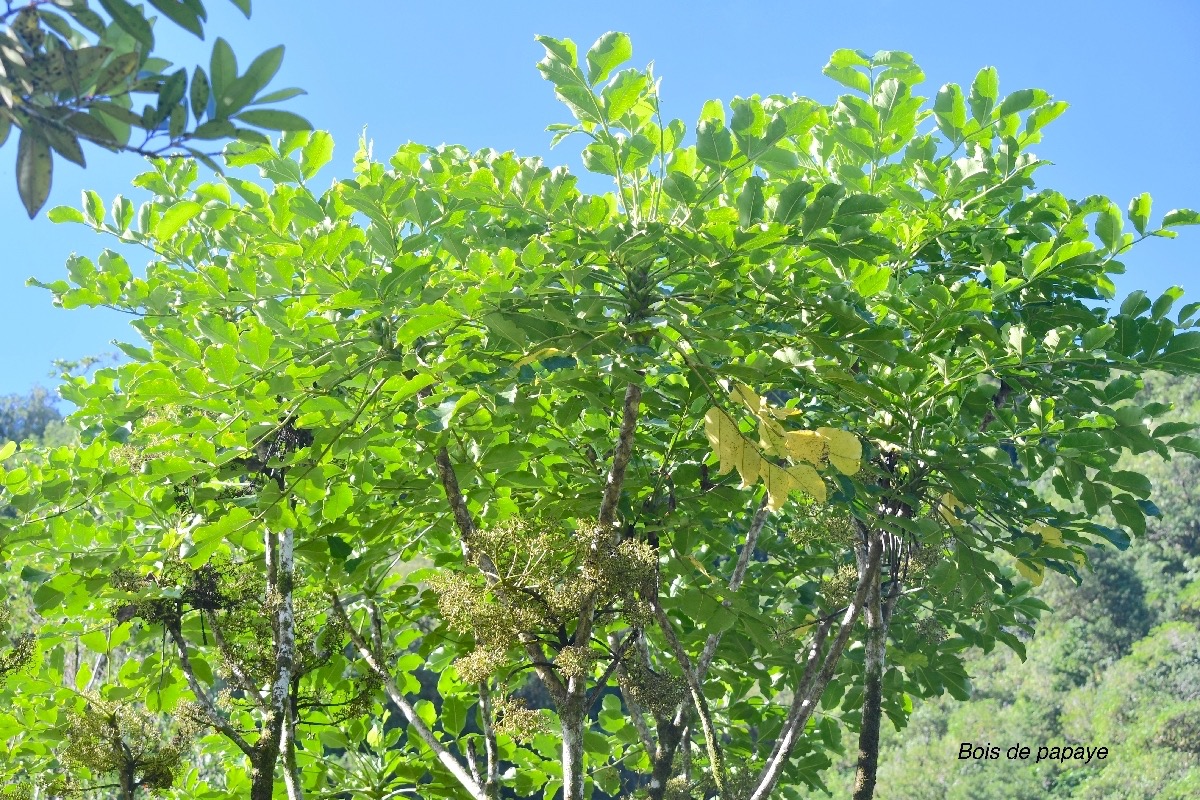 Polyscias repanda Bois de papaye Arali aceae Endémique La Réunion 8961.jpeg