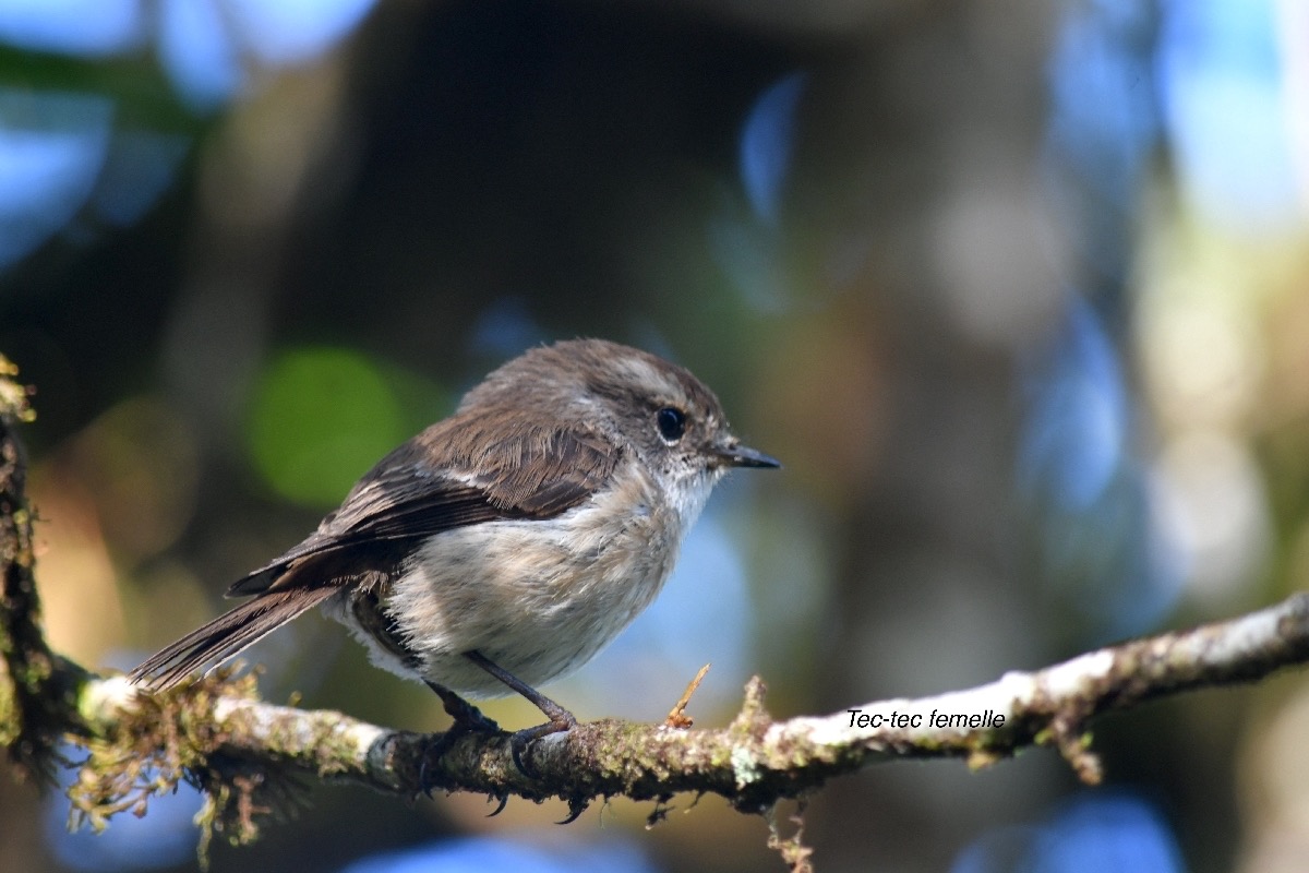 Saxicola tectes Tec-tec Muscicapid ae Endélique La Réunion 8980.jpeg