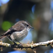 Saxicola tectes Tec-tec Muscicapid ae Endélique La Réunion 8980.jpeg