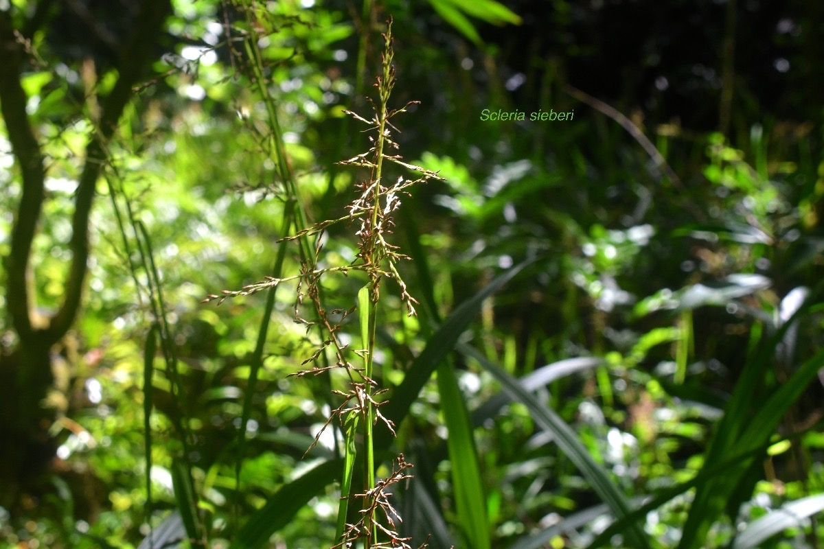 Scleria sieberi Cyperaceae In digène La Réunion 8881.jpeg