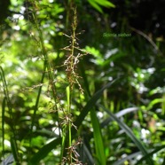 Scleria sieberi Cyperaceae In digène La Réunion 8881.jpeg