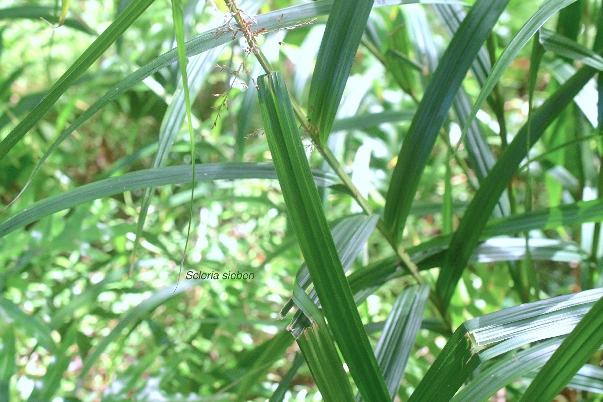 Scleria sieberi Cyperaceae In digène La Réunion 8883.jpeg