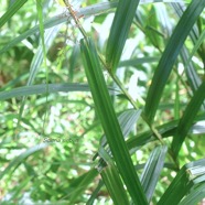 Scleria sieberi Cyperaceae In digène La Réunion 8883.jpeg