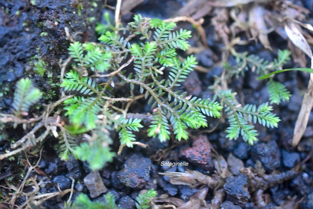 Selaginella Sp.jpeg