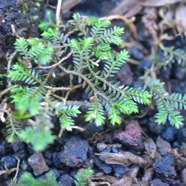 Selaginella Sp.jpeg