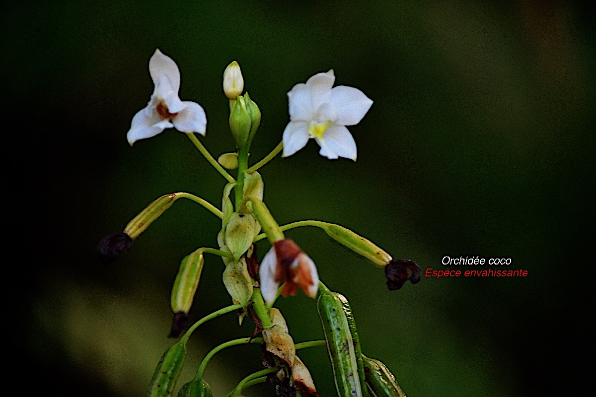 Spathoglottis plicata Orchide? e coco Orchidaceae EE 8983.jpeg