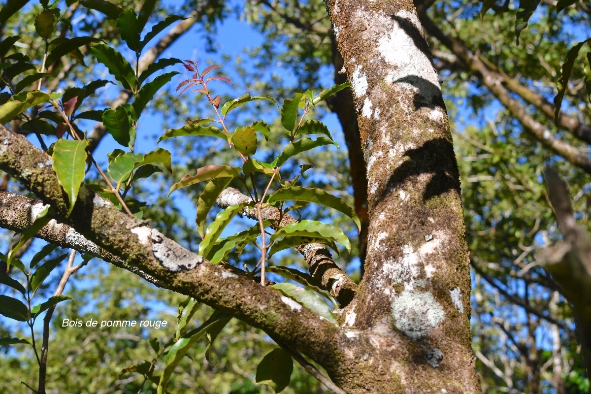 Syzygium cymosum Bois de pomme rouge Myrtace ae Endémique La Réunion, Maurice 8918.jpeg