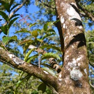 Syzygium cymosum Bois de pomme rouge Myrtace ae Endémique La Réunion, Maurice 8918.jpeg