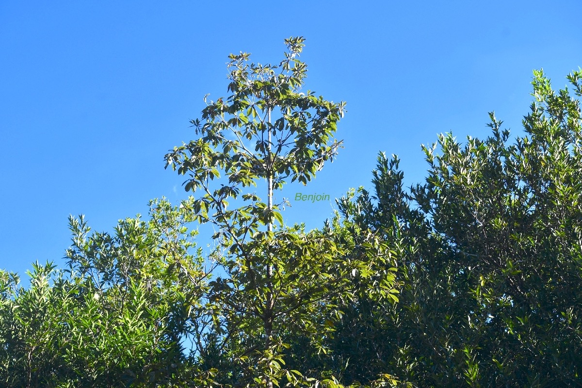 Terminalia bentzoe Benjoin Combretac eae Endémique Mascareignes 8965.jpeg