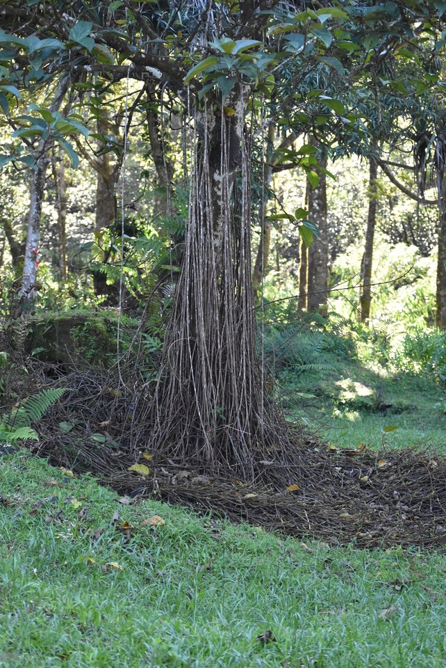 Ficus mauritiana - Pied de Bois rasta - Affouche rouge - MORACEAE - Endemique Reunion Maurice - MB3_2904.jpg