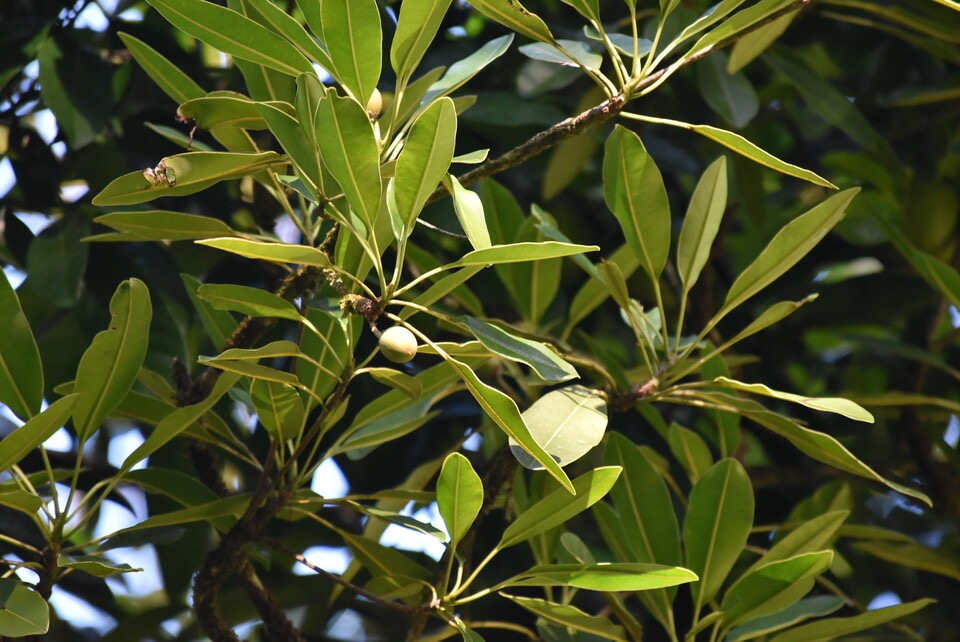 Labourdonnaisia calophylloides - Petit Natte - SAPOTACEAE - Endemique Reunion Maurice - MB3_2908.jpg