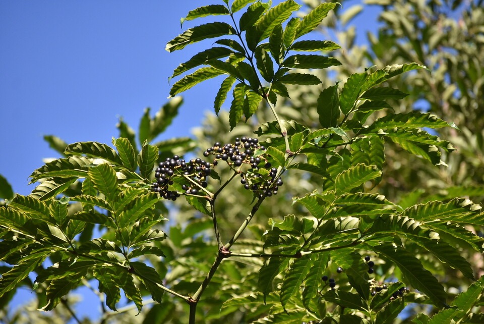 Leea guineensis - Bois de sureau - LEEACEAE - Indigene Reunion - MB3_2910.jpg