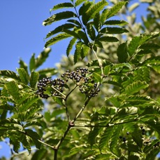 Leea guineensis - Bois de sureau - LEEACEAE - Indigene Reunion - MB3_2910.jpg