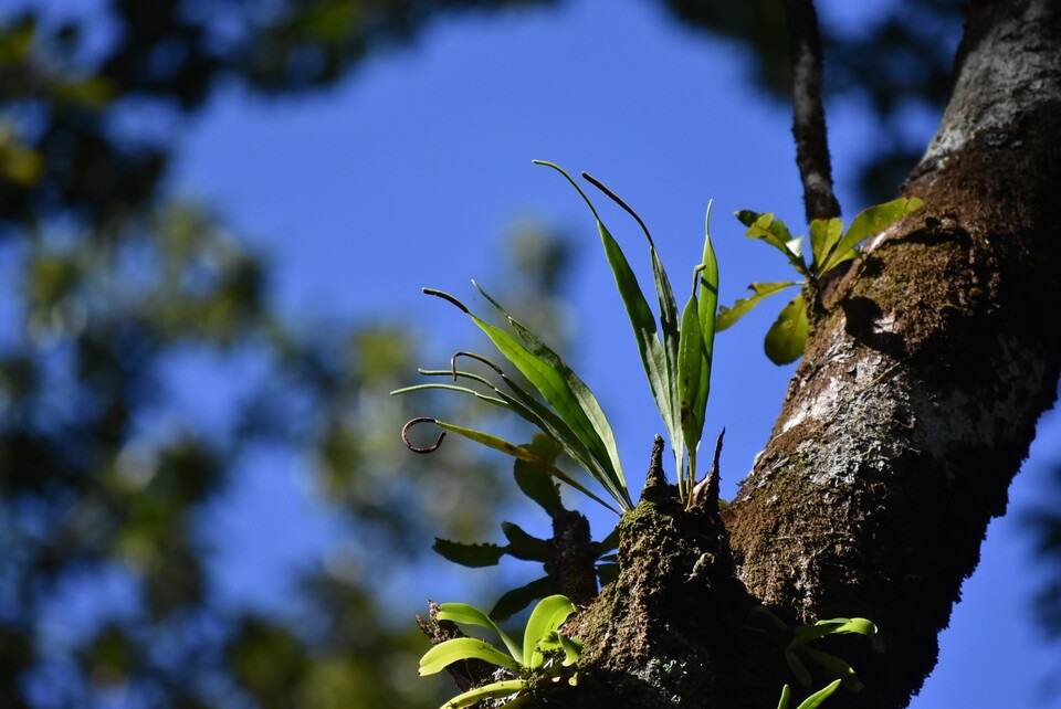 Lepisorus spicatus - POLYPODIACEAE - Indigene Reunion - MB3_2878.jpg