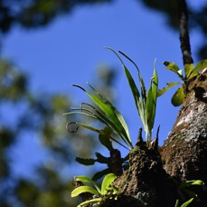 Lepisorus spicatus - POLYPODIACEAE - Indigene Reunion - MB3_2878.jpg