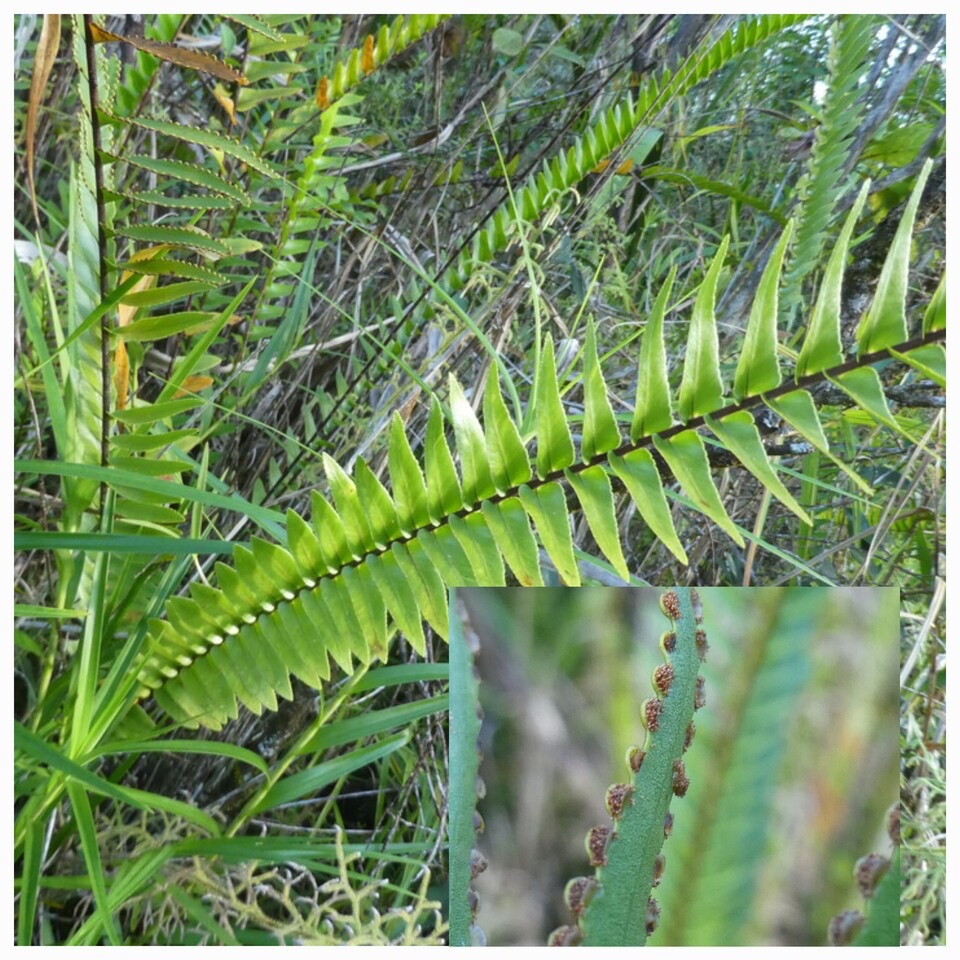 Nephrolepis abrupta - DAVALLIACEAE - Indigene Reunion - 20230712_212500.jpg