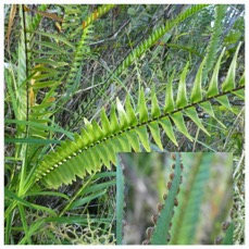 Nephrolepis abrupta - DAVALLIACEAE - Indigene Reunion - 20230712_212500.jpg