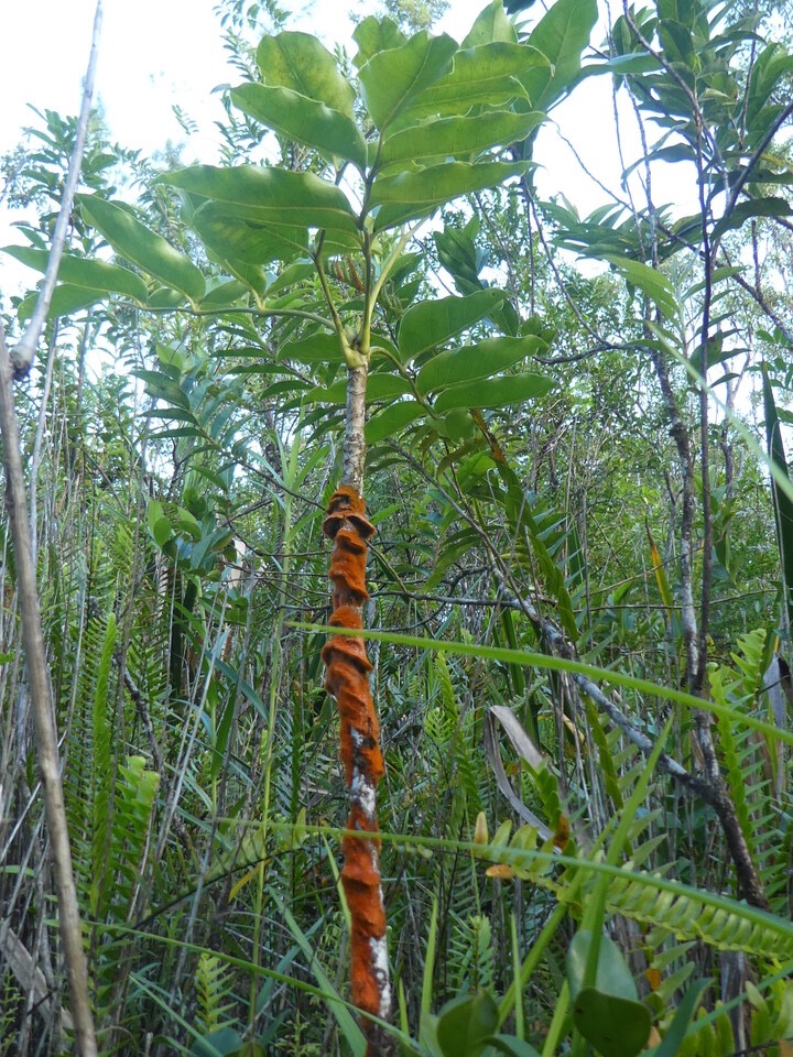 Trentepohlia sp - Algues vertes sur Bois de papaye - TRENTEPOHLIACEAE - P1070044.jpg