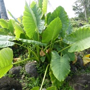 Alocasia_macrorrhizos-Oreilles_d_elephant-ARACEAE-EE-P1080864.jpg