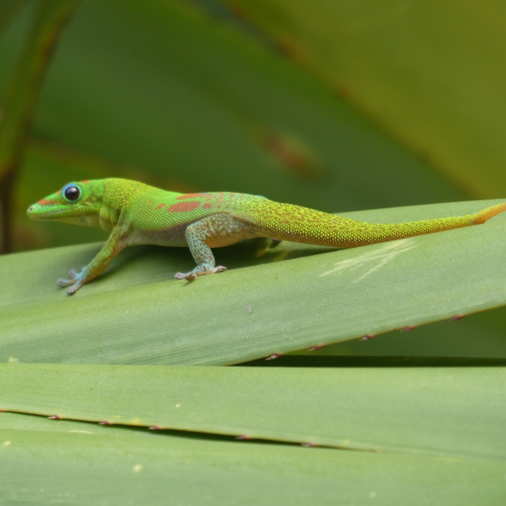 Phelsuma_laticauda-Poudre_d_or-GEKKONIDAE-EE-P1080871.jpg