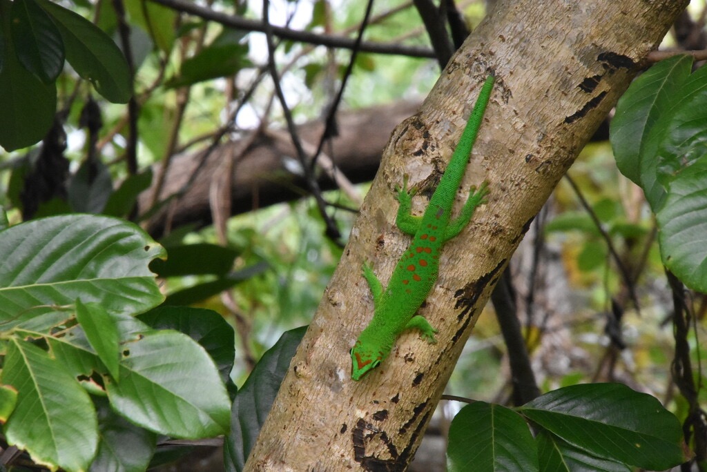 Phelsuma_madagascariensis_grandis-Gecko_geant_de_Madagascar-GEKKONIDAE-EE-MB3_7168.jpg