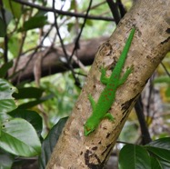 Phelsuma_madagascariensis_grandis-Gecko_geant_de_Madagascar-GEKKONIDAE-EE-MB3_7168.jpg