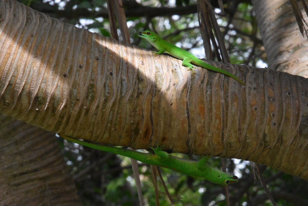 Phelsuma_madagascariensis_grandis-Gecko_geant_de_Madagascar-GEKKONIDAE-EE-MB3_7192.jpg