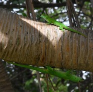 Phelsuma_madagascariensis_grandis-Gecko_geant_de_Madagascar-GEKKONIDAE-EE-MB3_7192.jpg