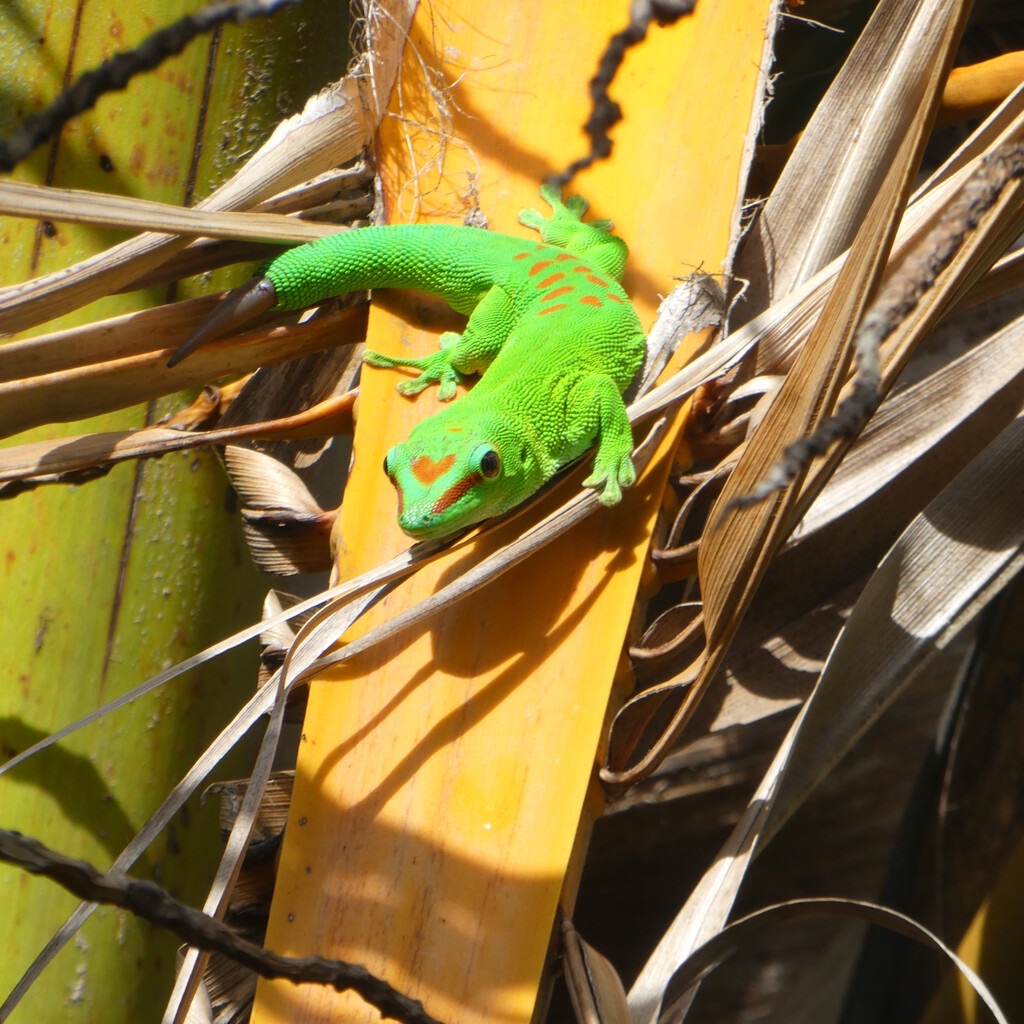 Phelsuma_madagascariensis_grandis-Gecko_geant_de_Madagascar-GEKKONIDAE-EE-P1080844.jpg