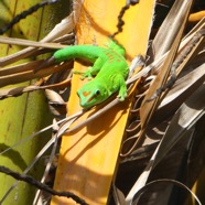 Phelsuma_madagascariensis_grandis-Gecko_geant_de_Madagascar-GEKKONIDAE-EE-P1080844.jpg