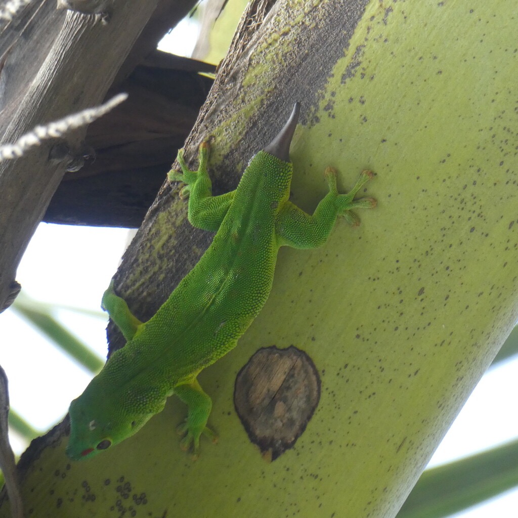 Phelsuma_madagascariensis_grandis-Gecko_geant_de_Madagascar-GEKKONIDAE-EE-P1080862.jpg