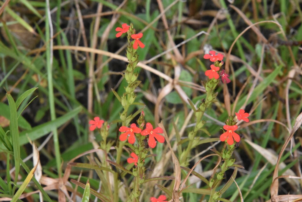 Striga_asiatica-Goutte_de_sang-OROBANCHACEAE-Indigene_Reunion-MB3_7153.jpg