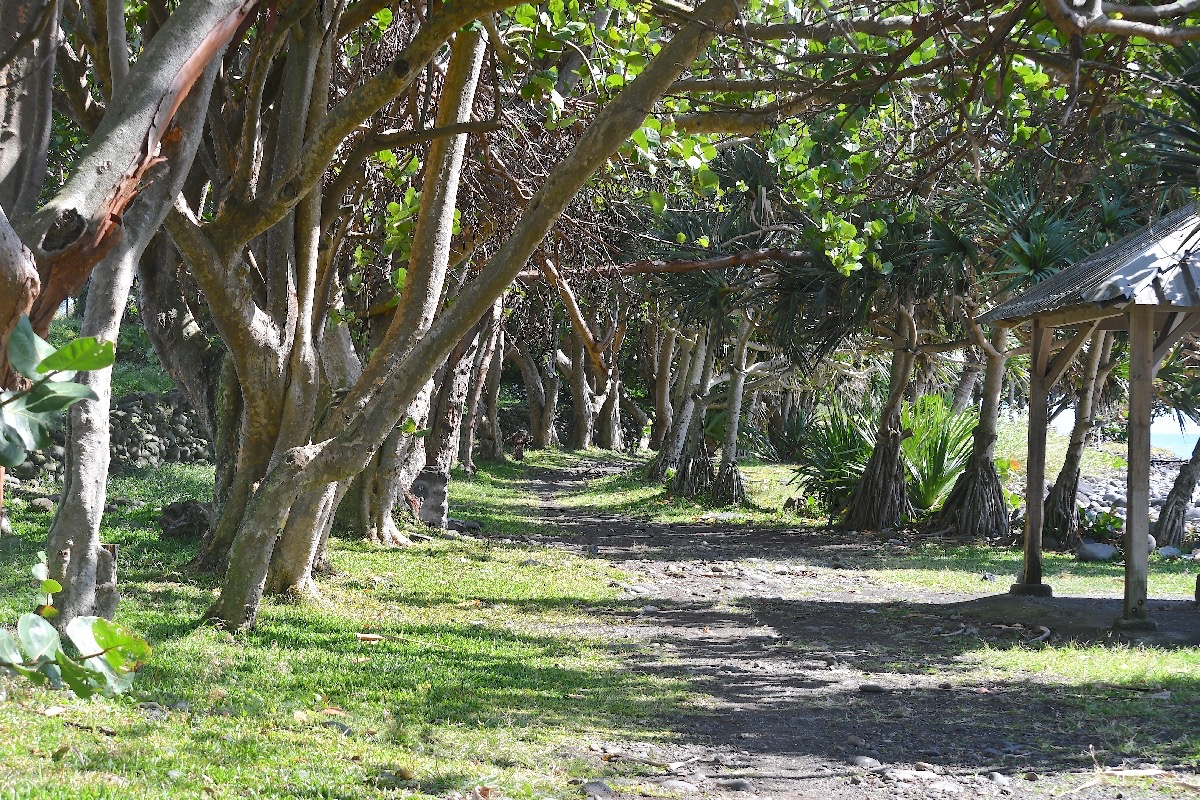 Allée de Coccoloba uvifera et  de Pandanus utilis  2767.jpeg