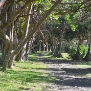 Allée de Coccoloba uvifera et  de Pandanus utilis  2767.jpeg