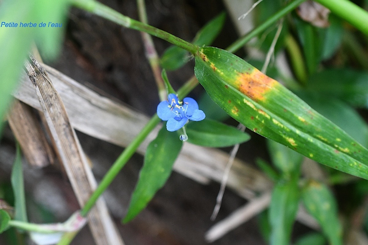 Commelina diffusa Petite herbe de l'eau Commelinaceae Adventive 2666.jpeg