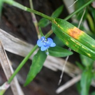 Commelina diffusa Petite herbe de l'eau Commelinaceae Adventive 2666.jpeg