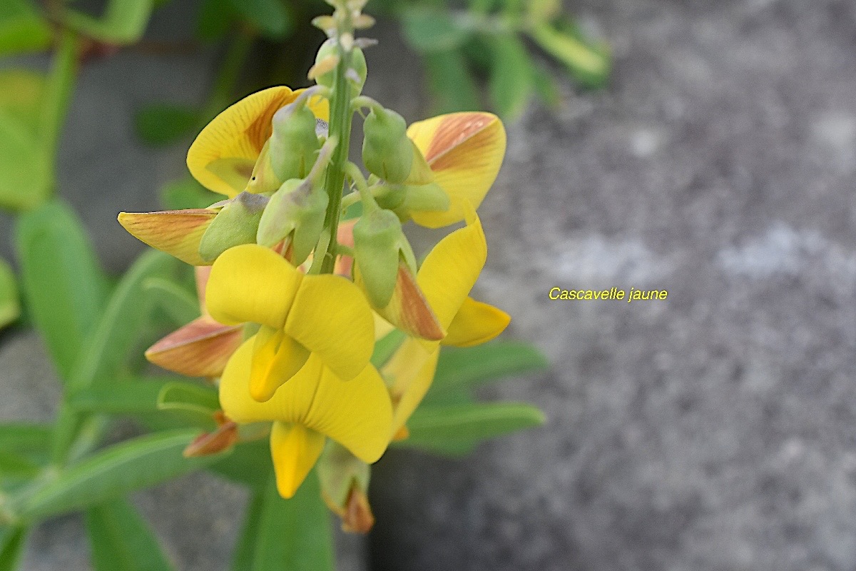 Crotalaria retusa Cascavelle jau ne Fabaceae Cryptogène 2678.jpeg