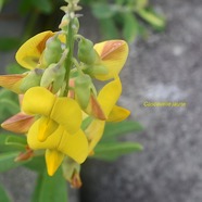 Crotalaria retusa Cascavelle jau ne Fabaceae Cryptogène 2678.jpeg