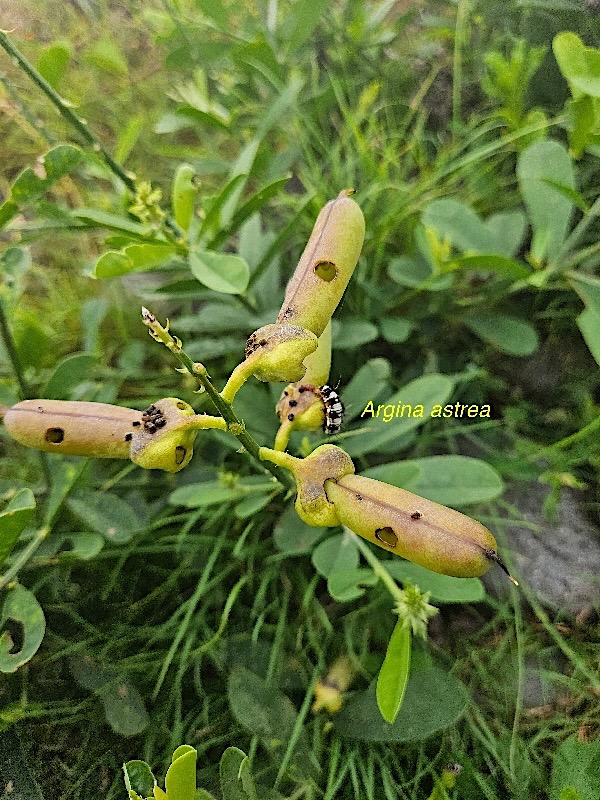 Crotalaria retusa et chenille d' Argina astrea 48.jpeg