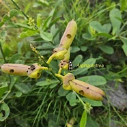 Crotalaria retusa et chenille d' Argina astrea 48.jpeg