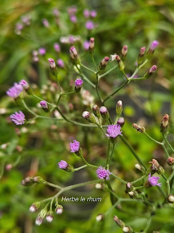 Cyanthillium cinereum Herbe le rhum Asteraceae Cryptogène 34.jpeg