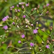 Cyanthillium cinereum Herbe le rhum Asteraceae Cryptogène 34.jpeg