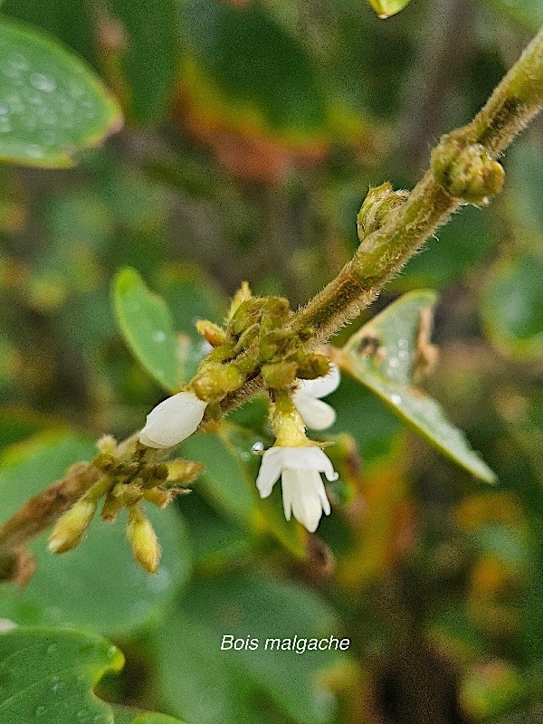 Dendrolobium umbellatum Bois malgache Fabaceae Indigène La Réunion 27.jpeg