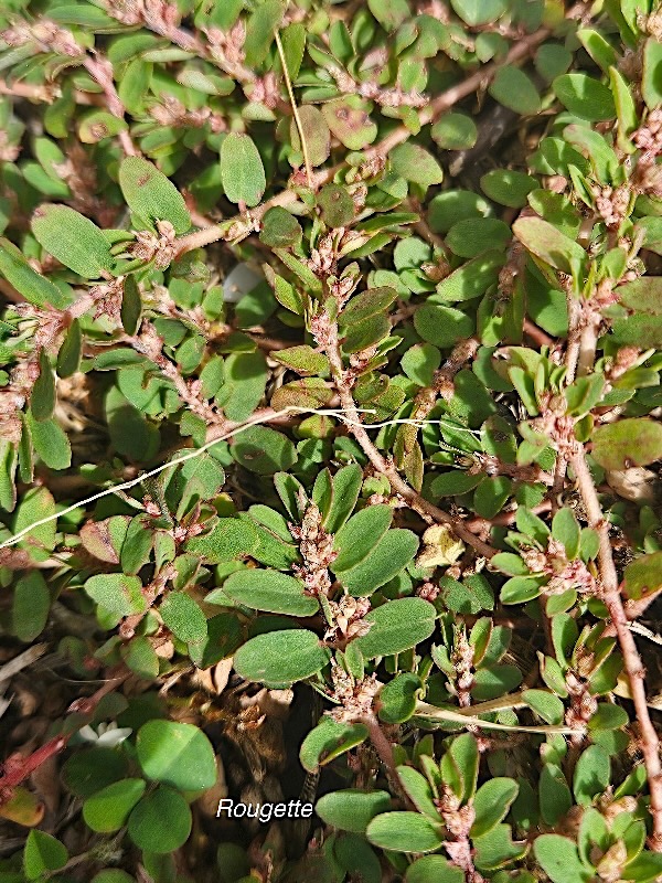 Euphorbia prostrata Rougette Euphorbiaceae Amphinaturalisé 43.jpeg