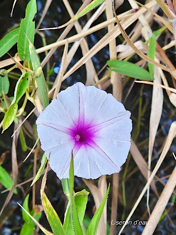 Ipomoea aquatica Liseron d'eau Convolvulaceae Sténonaturalisé ? 52.jpeg